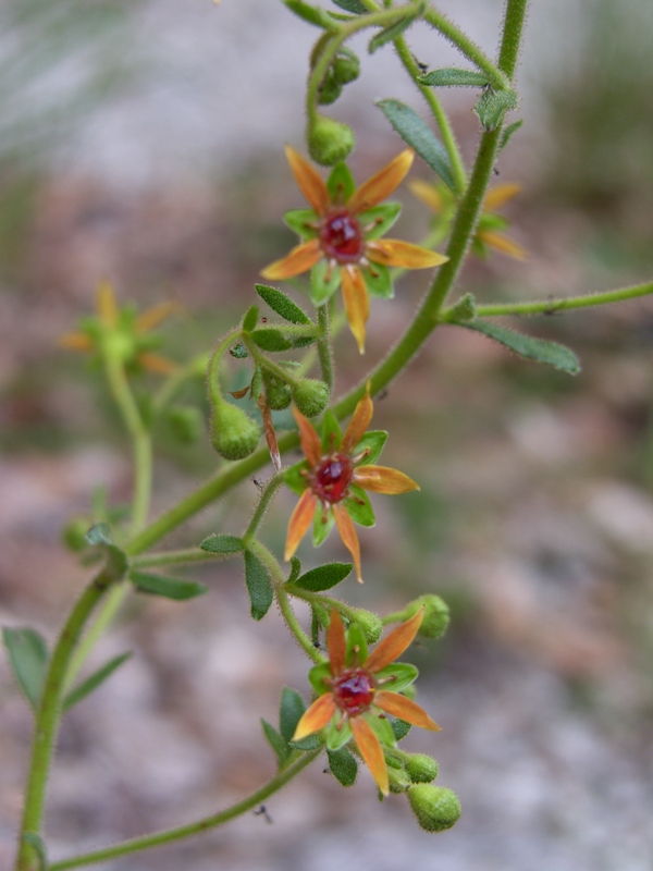 Saxifraga mutata / Sassifraga mutata